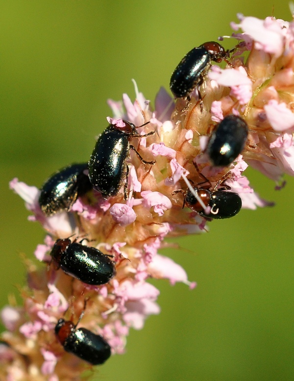 Piccoli coleotteri